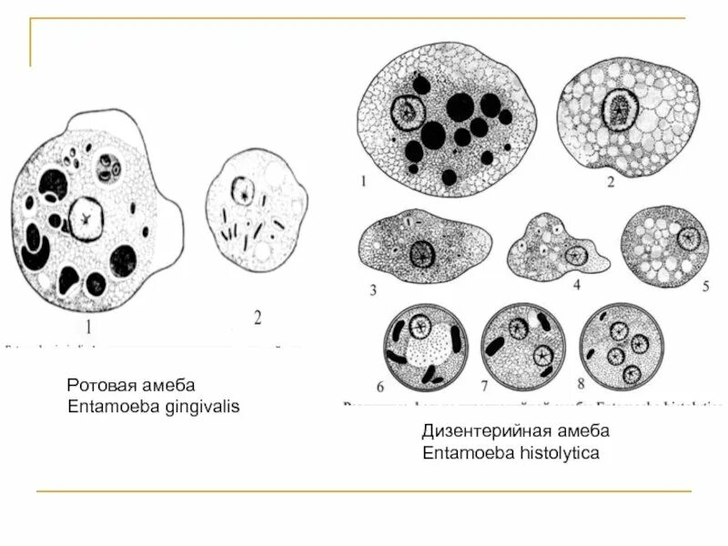 Эритроцит амеба. Ротовая амеба entamoeba gingivalis. entamoeba gingivalis строение. жизненные формы entamoeba gingivalis.