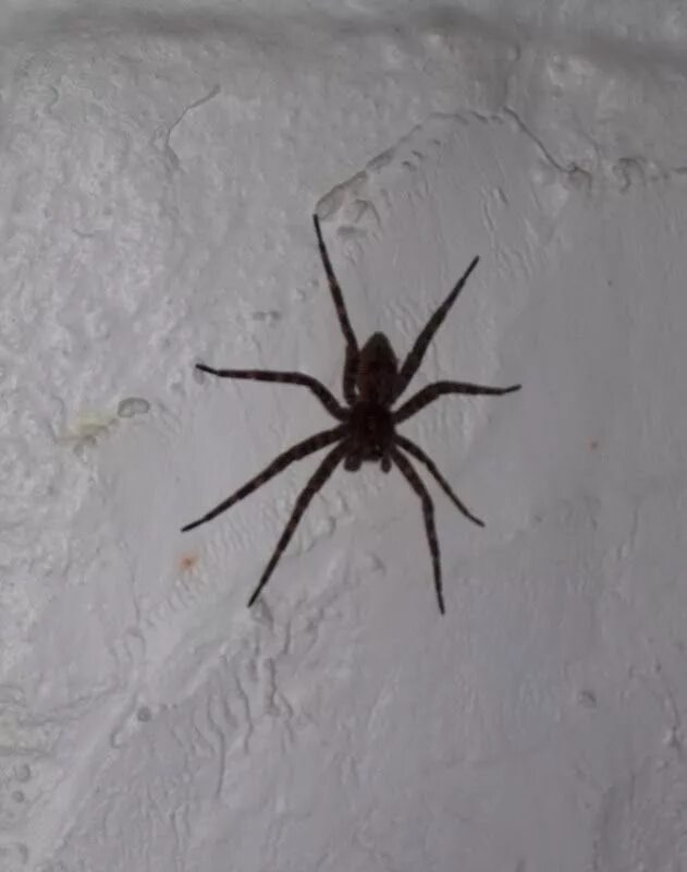 Черный домашний паук. Паук черный домашний маленький. Большой черный паук в Сочи. Чёрный паук в доме.