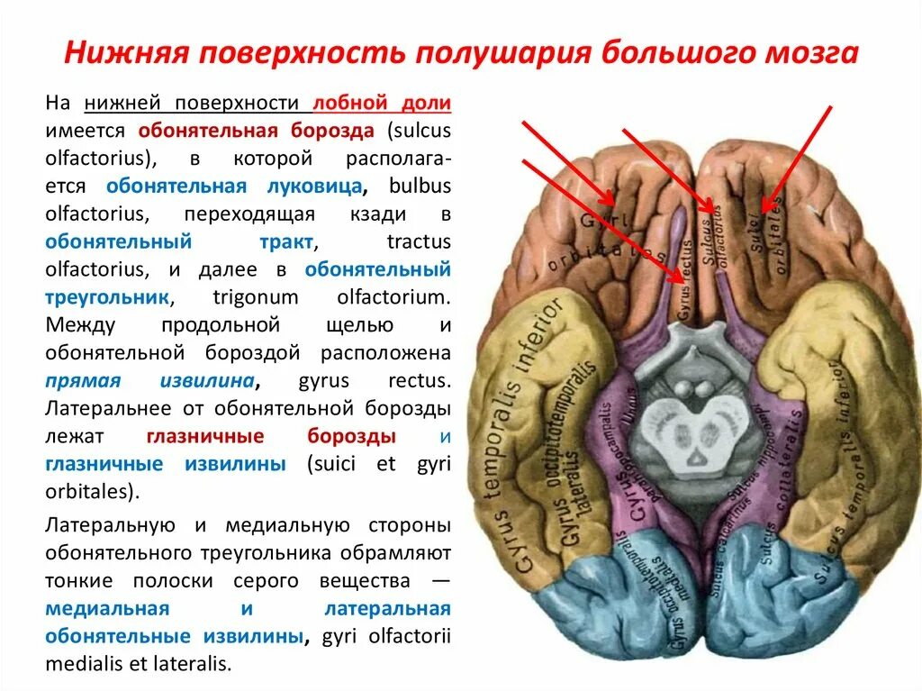 Нижняя поверхность мозга. Борозды и извилины нижней поверхности полушария. Борозды и извилины медиальной и базальной поверхности. Извилины головном мозге снизу. Борозды и извилины нижней поверхности больших полушарий.