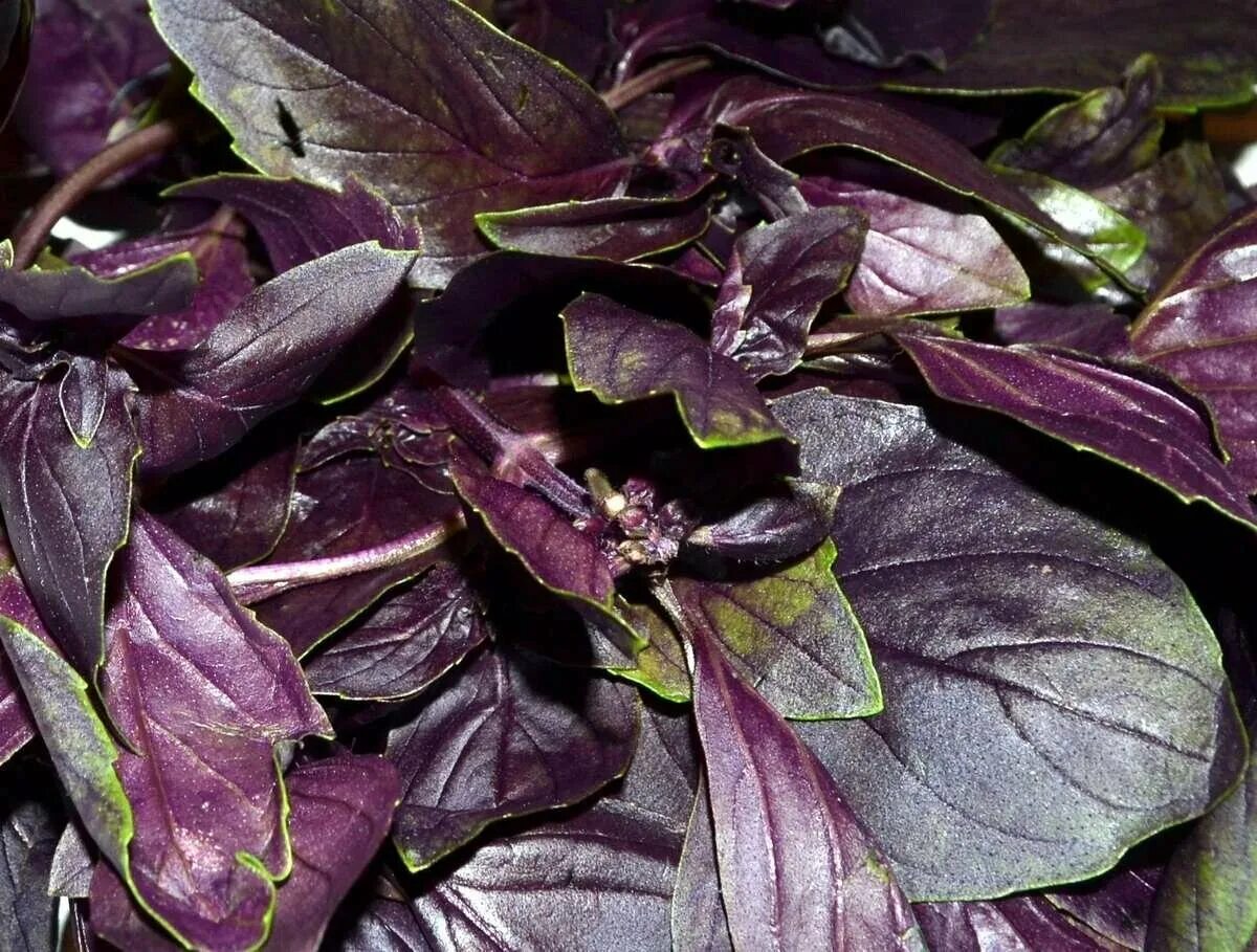 Темно фиолетовые листья растение. Базилик (Реган). Базилик Реган фиолетовый. Базилик неаполитано. Базилик Осмин.