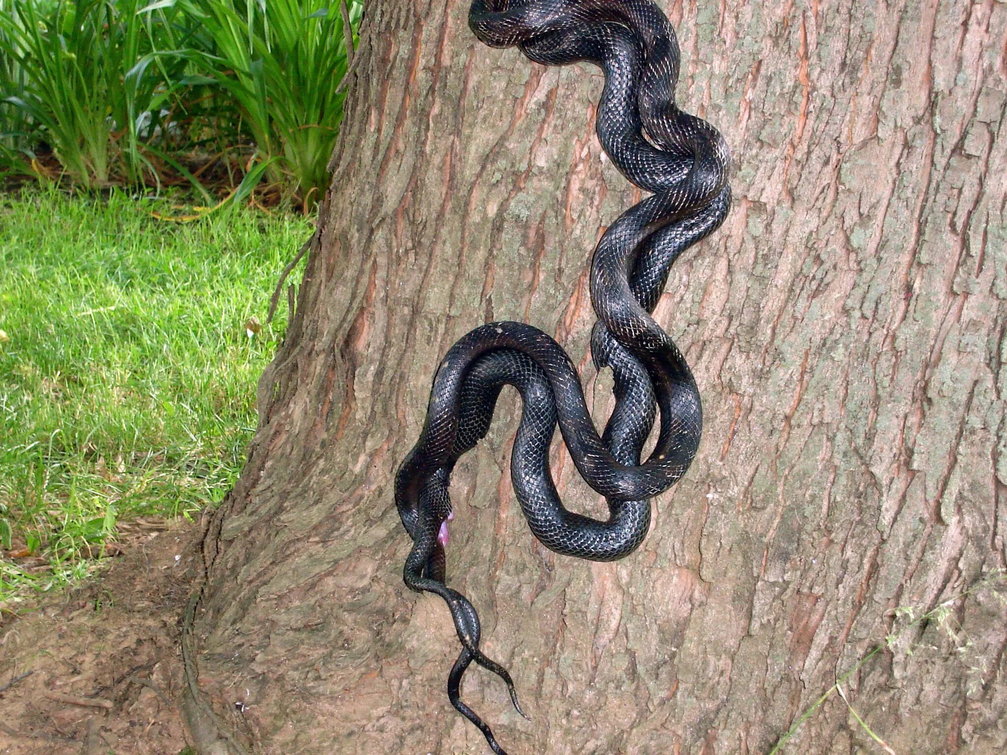 Pantherophis obsoletus. Черный Техасский полоз. Переплетенные змеи. Pantherophis obsoletus (крысиный полоз, обсолета).. Сон змея обвивает