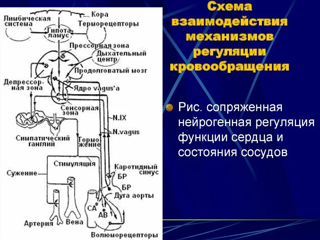 Гуморальная регуляция мозга. Регуляция кровообращения схема. Схема регуляции сердечно сосудистой системы. Нервная и гуморальная регуляция кровообращения. Местные механизмы регуляции кровообращения физиология.