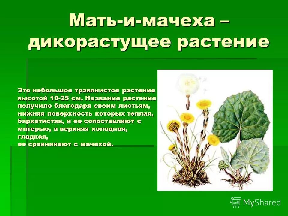 Презентация растение 2 класс окружающий мир. Сообщение о дикорастущем растении. Дикорастущие растения доклад. Дикорастущие и культурные растения. Доплат о дикорастущих растениях.