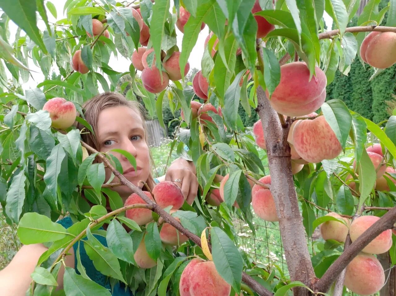 Саженцы мгу. Саженцы счастливый сад Донецк. Саженцы Грузия на продажу яблоки вишни.