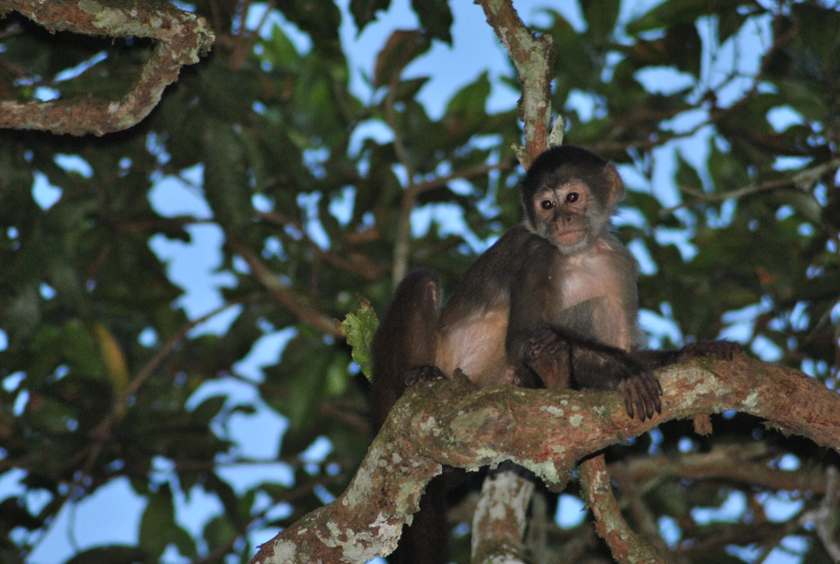 Monkeys trees