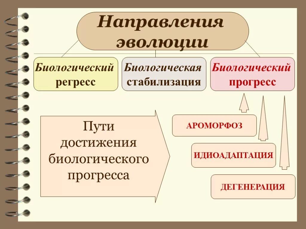 Направления развития прогресс. Основные направления эволюции регресс. Пути достижения биологического прогресса ароморфоз. Макроэволюция пути достижения биологического прогресса. Направления макроэволюции биологический Прогресс и регресс.