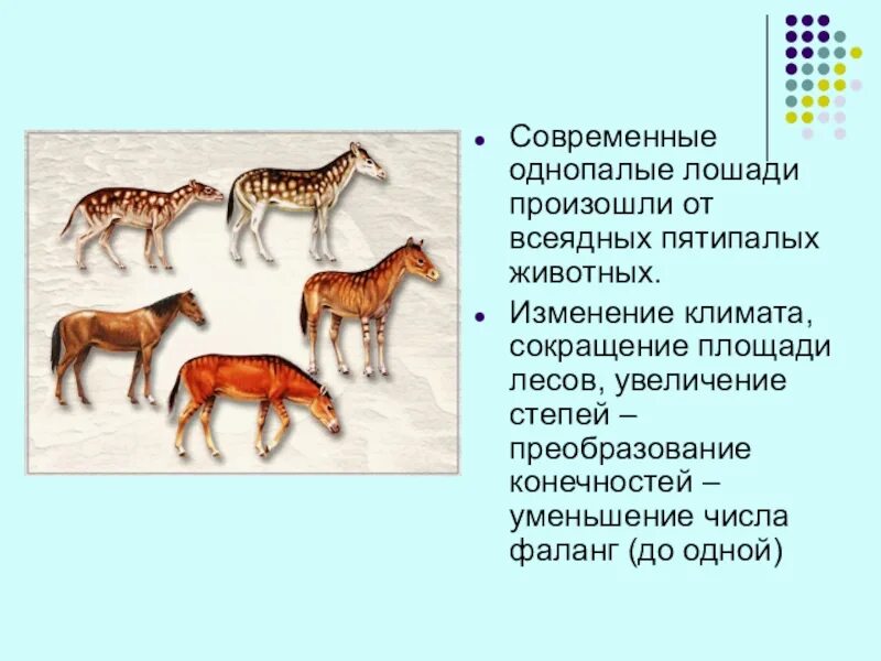 Доказательства эволюции животных. Всеядные животные степи. Сообщение на тему доказательства эволюции животных. Однопалая лошадь. Эволюционные изменения происходят на