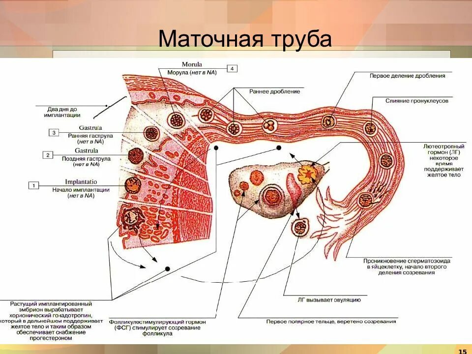 Отделы маточной трубы схема. Части маточной трубы анатомия. Строение стенки маточной трубы анатомия. Анатомическое строение маточной трубы.