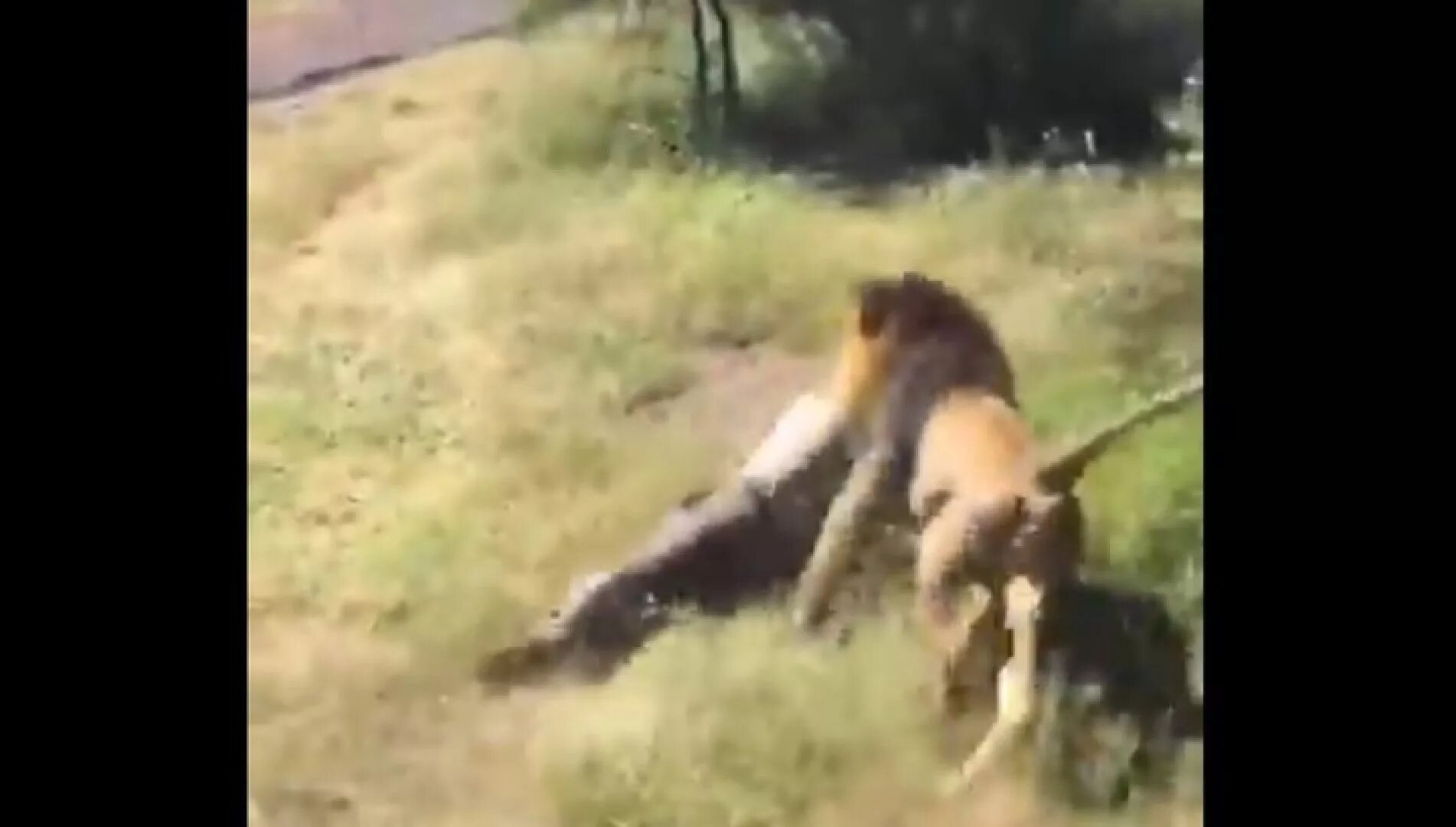 Нападение льва львов. Нападение животных на людей. Животные нападают на людей. Нападение Львов на людей.