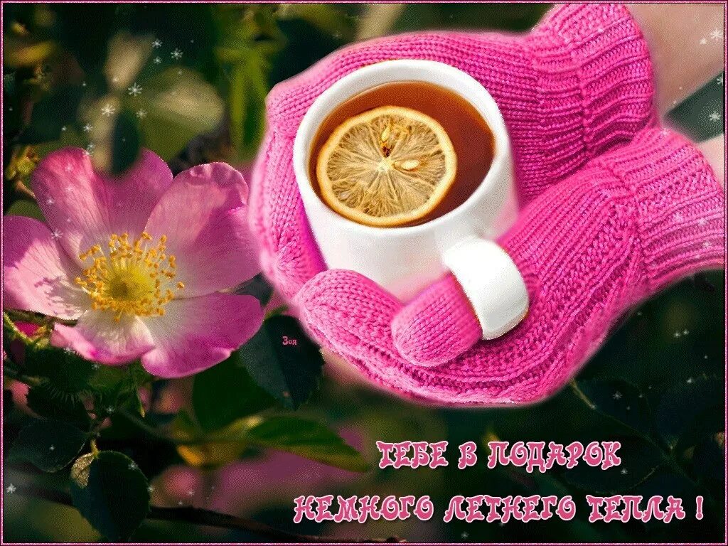 тепла хорошего настроения. с добрым но ябрским утром. доброго утра прекрасного настроения душевного тепла. открытки с теплыми пожеланиями. котик в цветах.