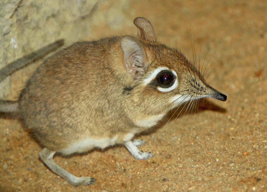 прыгунчик. североафриканский прыгунчик. короткоухий слоновый прыгунчик. землеройка прыгунчик. длинноухий слоновый прыгунчик.