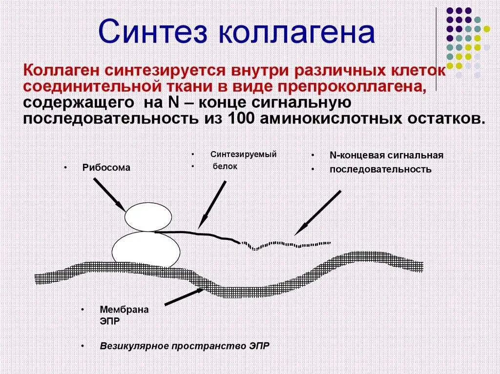 Нарушение коллагена. Схема этапов синтеза коллагена. Синтез и созревание коллагена схема. Схема синтеза и распада коллагена. Схема внутриклеточного этапа синтеза коллагена.