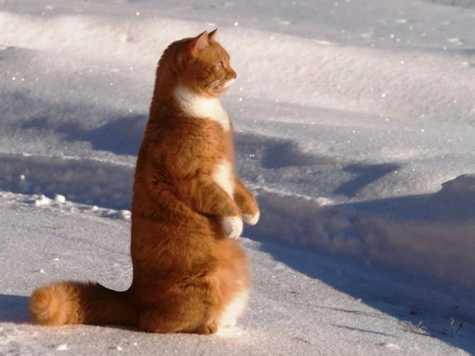 В связи с потеплением. Кот в снегу. Рыжий кот идет по снегу.