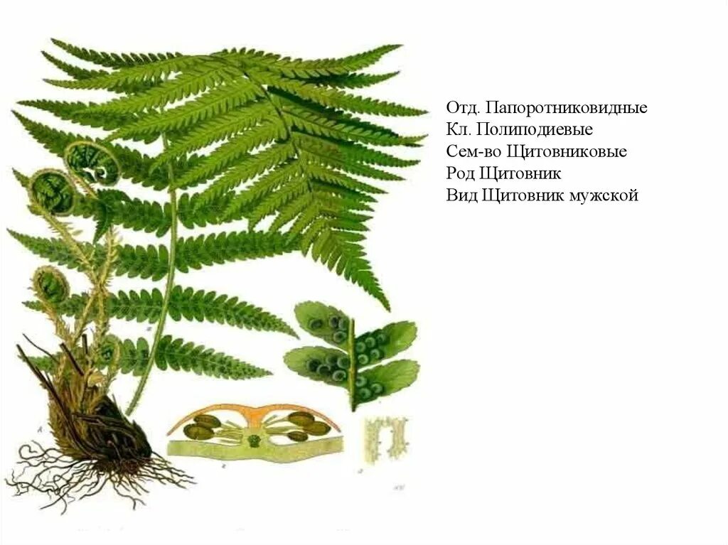 Орляк покрытосеменные или голосеменные. Папоротник щитовник мужской описание. папоротник орляк обыкновенный. папоротник щитовник с описанием. папоротник щитовник мужской систематика.