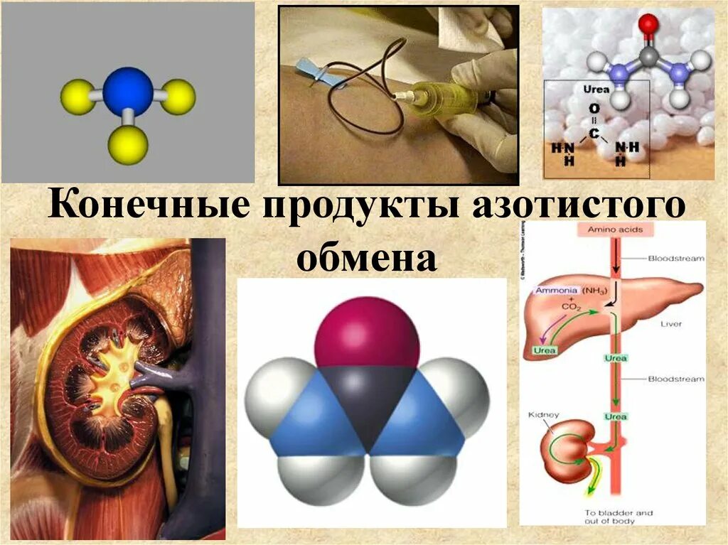 Основной конечный продукт азотистого обмена. Конечные продукты обмена. Конечные продукты обмена веществ. Конечные продукты метаболизма. Конечные продукты азотистого обмена у животных.