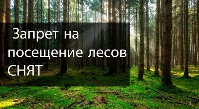 Можно ли посещать леса. Снят запрет на посещение лесов. Ограничение посещения лесов. Посещение леса запрещено. Разрешено посещение лесов.