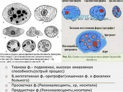Тканевая форма дизентерийной амебы