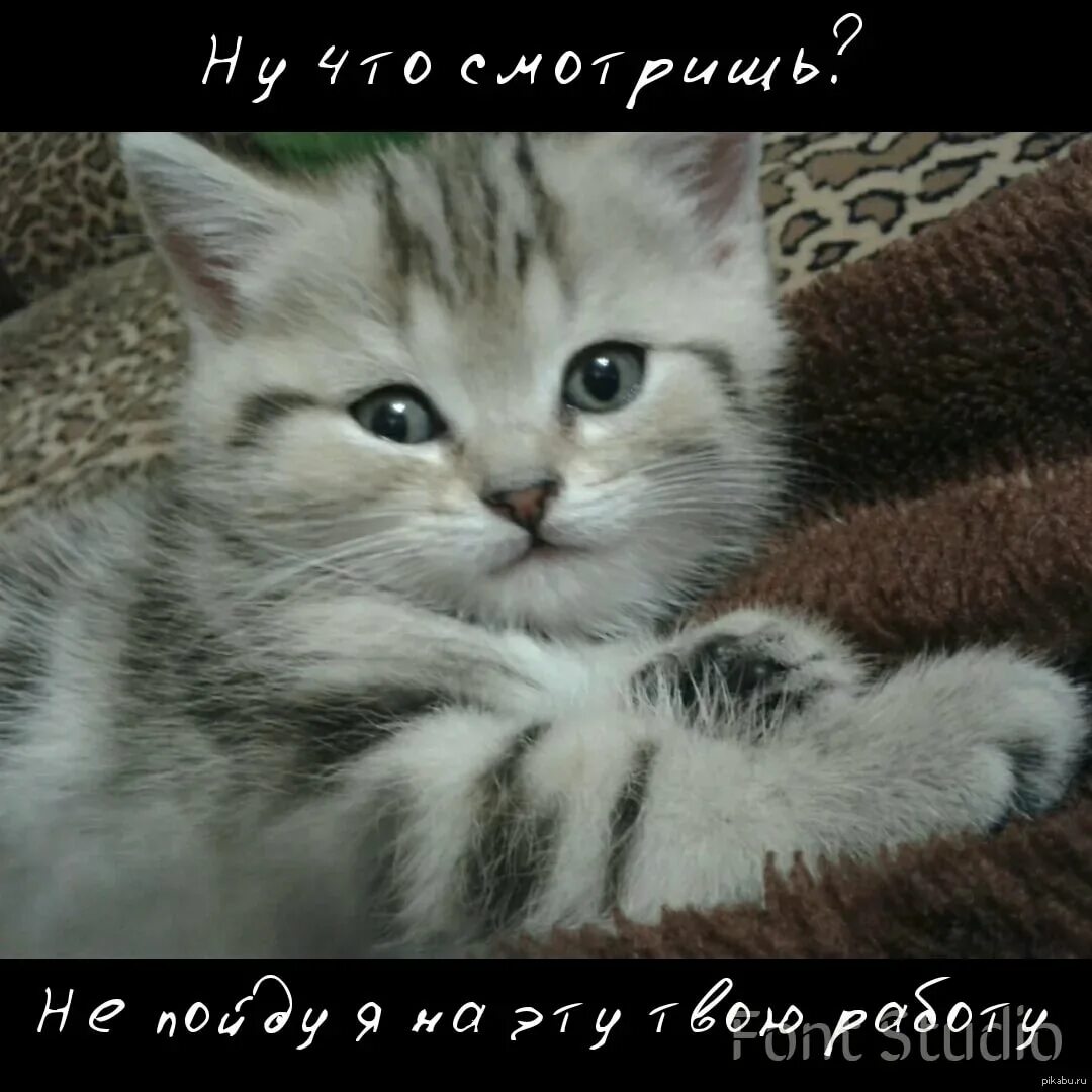 Утро с котами с надписями. Доброе утро котики. Котята с добрыми надписями. Доброе утро с котятами с надписями. Милые котята с надписями.