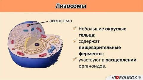 Органоиды клетки лизосомы