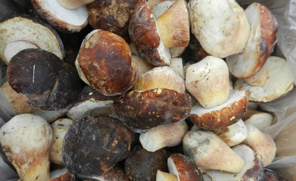 Как сварить замороженные грибы. Грибы белые отварные. Замороженные грибы. Как сварить замороженные грибы. Как сварить замороженные грибы.