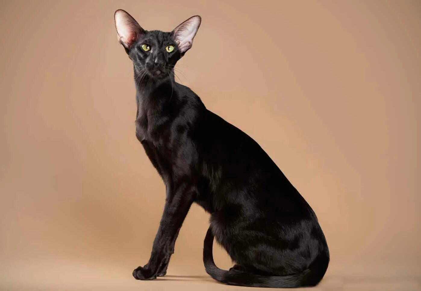 Черный ориентальный кот. Порода кошек Ориентал. Кошка Ориентал эбони. Ориентальная кошка черная. Окрас кошки породы ориентальная