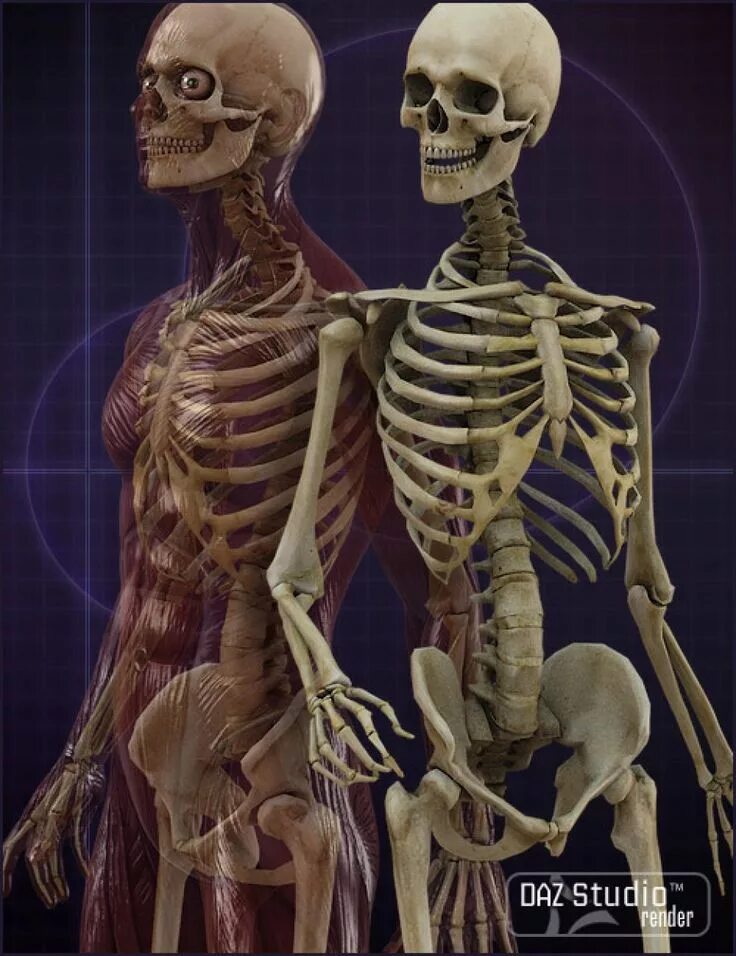 Скелет человека. Скелет обычного человека. Интерактивный скелет человека. Скелет человека настоящий.