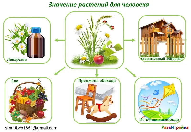 Какое значение растений для человека