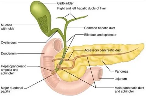 PANCREAS - An accessory organ; creates digestive enzymes 