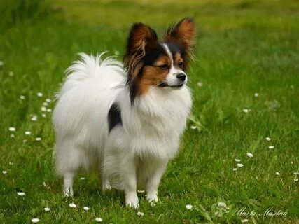 Papillon фото