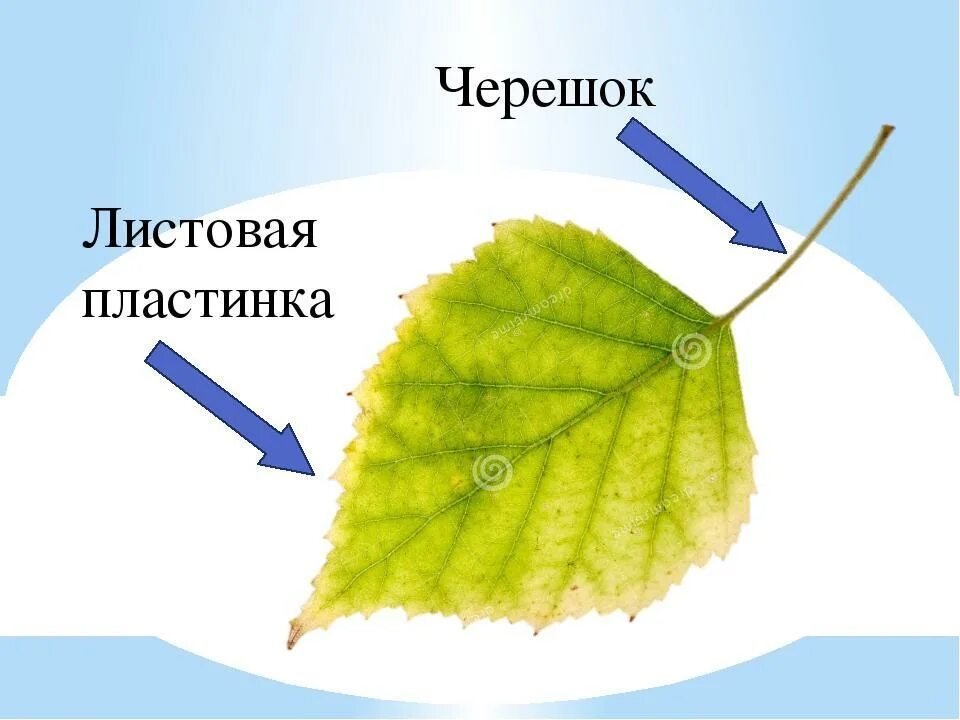 Ое лист. Черешок листа. Листовая пластинкачерешком. Строение листа черешок и листовая пластинка. Черешок прилистники листовая пластинка.