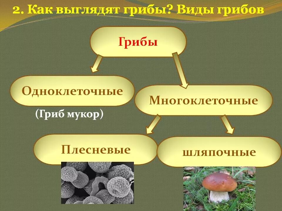 Грибы в биотехнологии. Царство грибов одноклеточные (дрожжи). Шляпочные грибы многоклеточные или одноклеточные. Одноклеточные и многоклеточные грибы 5 класс биология. Классификация грибов одноклеточные и многоклеточные.