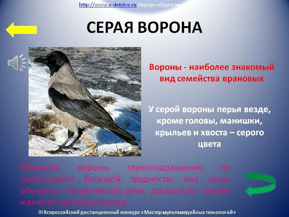 Ворона описание. Серая ворона. Серая ворона серая ворона. Серая ворона описание.