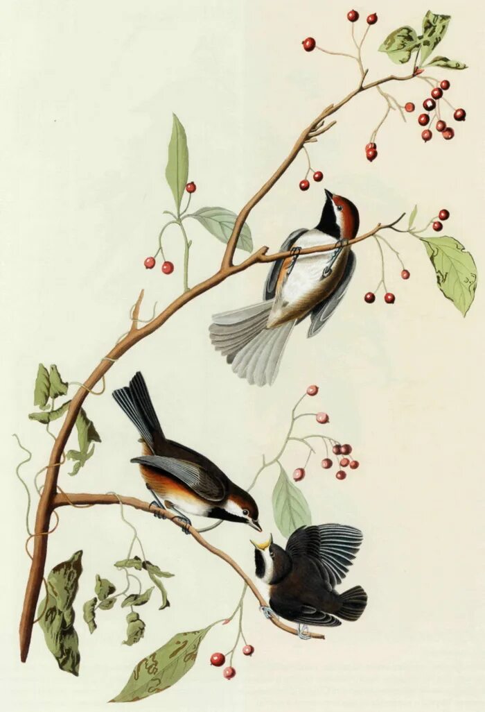 Постер птицы. Постеры с птичками. Постеры с изображением птиц. Постер птицы на ветке. Ботанические иллюстрации птицы в высоком разрешении.