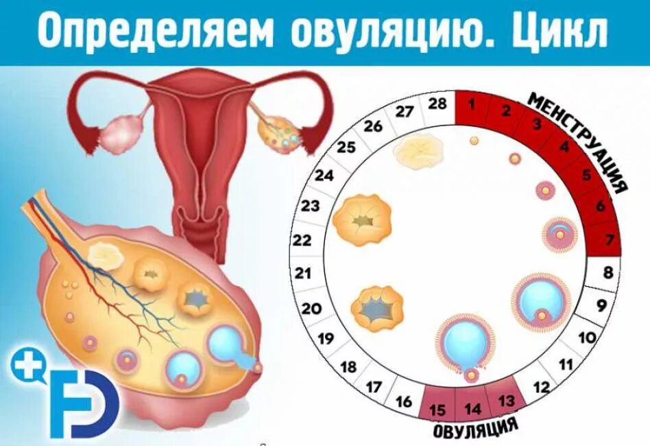 Овуляция это. Овуляторный цикл. Цикл овуляции