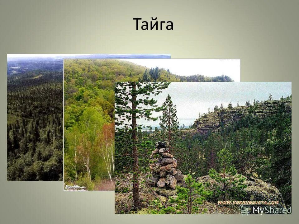 зона лесов презентация 4 класс. проект на тему тайга. тайга видеоурок окружающий мир 4 класс. тайга природная зона. тайга презентация 4 класс.