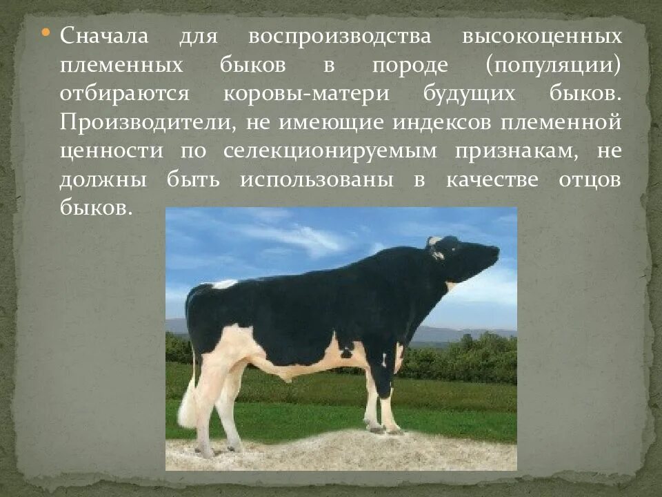 Оценка быков производителей. Оценка Быков производителей по качеству потомства. Бык производитель презентация. Ценность коровы. Клички для племенных Быков.