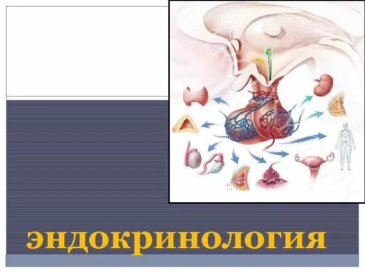 Направления эндокринологии