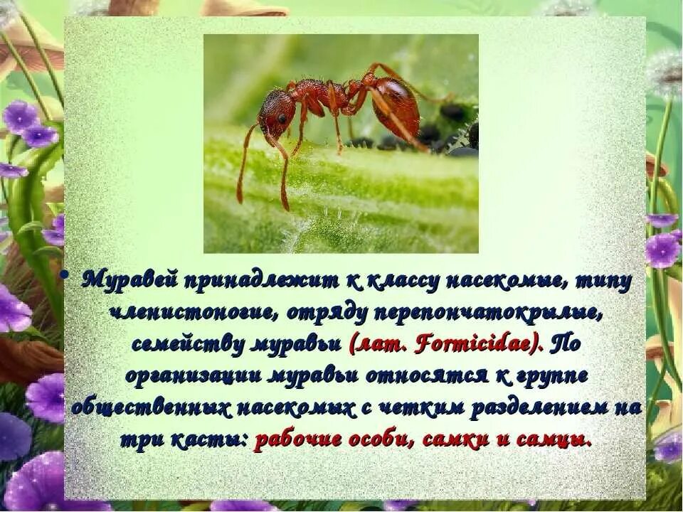 К бескрылым насекомым относятся. Муравьи кратко. Муравьи презентация. Сообщение о муравьях. Муравьи общественные насекомые.