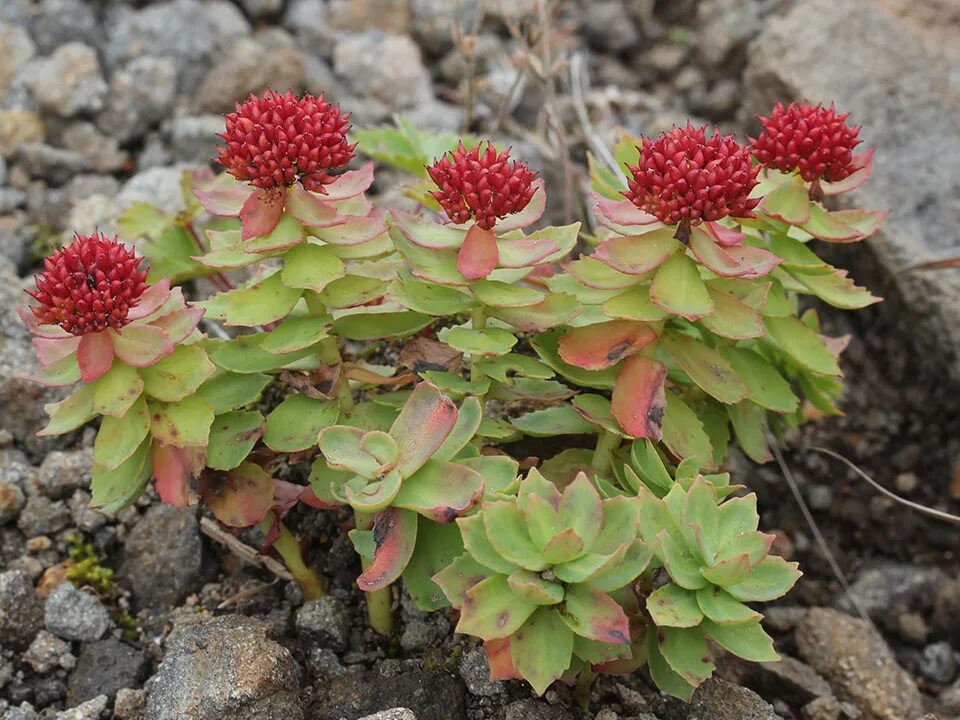 Родиола розовая для чего применяется. Родиола розовая Rhodiola rosea. Золотой корень Rhodiola rosea. Родиола розовая (Rhodíola rósea). Rhodiola integrifolia, золотой корень.