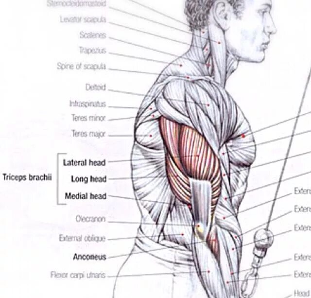 Трицепс мышца. Медиальная головка трицепса упражнения. Трицепс внутренний пучок. Медиальный пучок трицепса упражнения. Упражнения на внутреннюю головку трицепса.