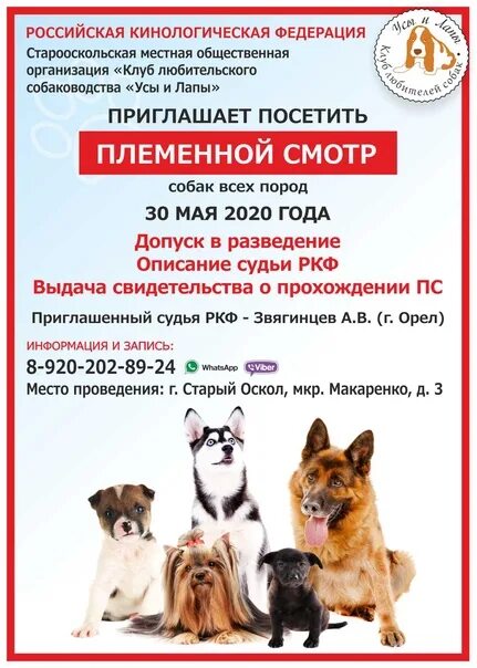 Допуск в разведение ркф. Племенной смотр. племсмотр собак. племяной смотр собак. племенной смотр собак ркф.
