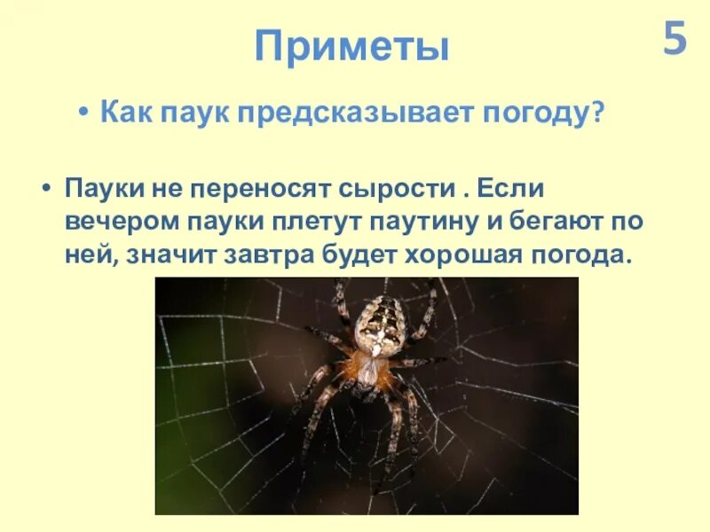 Увидеть дома паука примета. Приметы с пауками, предсказывающие погоду. Паук на паутине. Пауки предсказывают погоду. Паук плетет паутину примета.