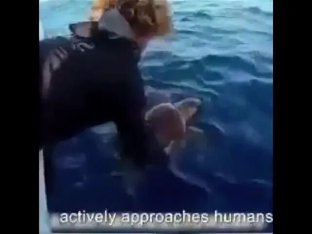 Акула спасла мальчика