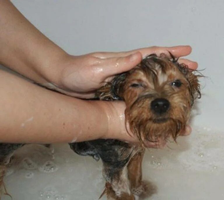 Можно мыть собаку человеческим шампунем. Йоркширский терьер купание. Мытье собаки. Помытая собака. Собака моется.