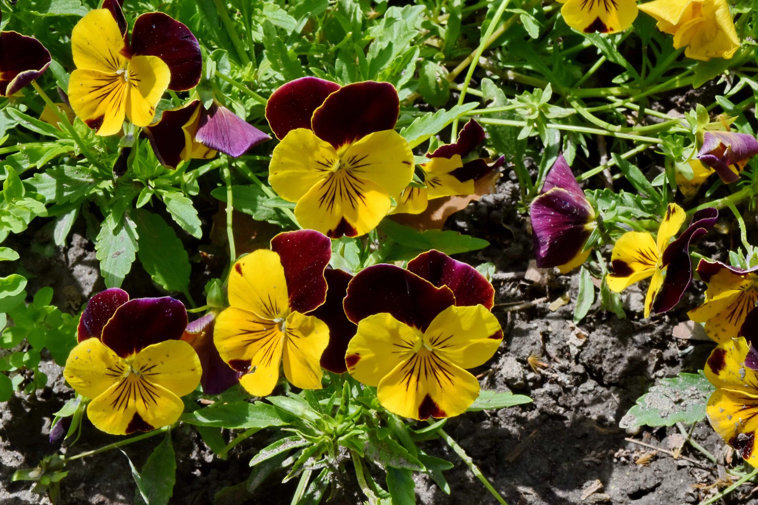 Виола рогатая рассада. Виола рогатая (viola cornuta) "penny f1" (purple picotee). Виола рогатая рассада. Семена виола рогатая джонни. Виола рогатая рассада.