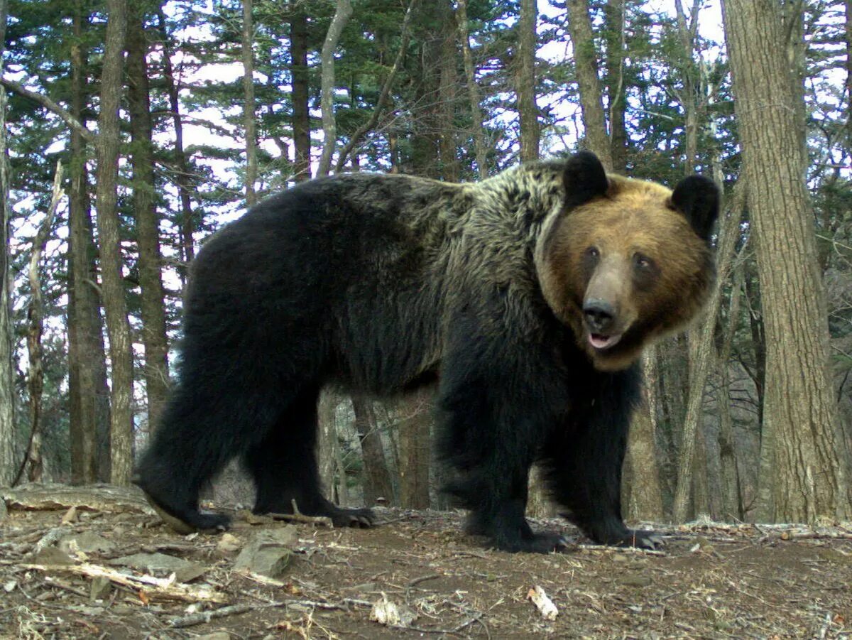 Бурый и белогрудый медведь. Гималайский белогрудый медведь. Гималайский белогрудый медведь в Амурской области. Гималайский медведь Приморский край.