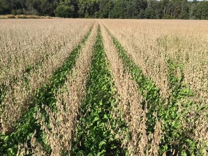 Cover crops