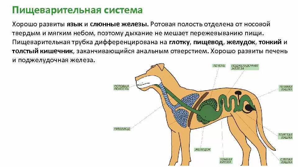 Из каких отделов состоит пищеварительный тракт млекопитающих. Пищеварительная система млекопитающих 7 класс. Пищеварительная система млекопитающих схема биология. Пищеварительная система млекопитающих схема биология 7 класс. Биология 7 класс органы пищеварения млекопитающие.