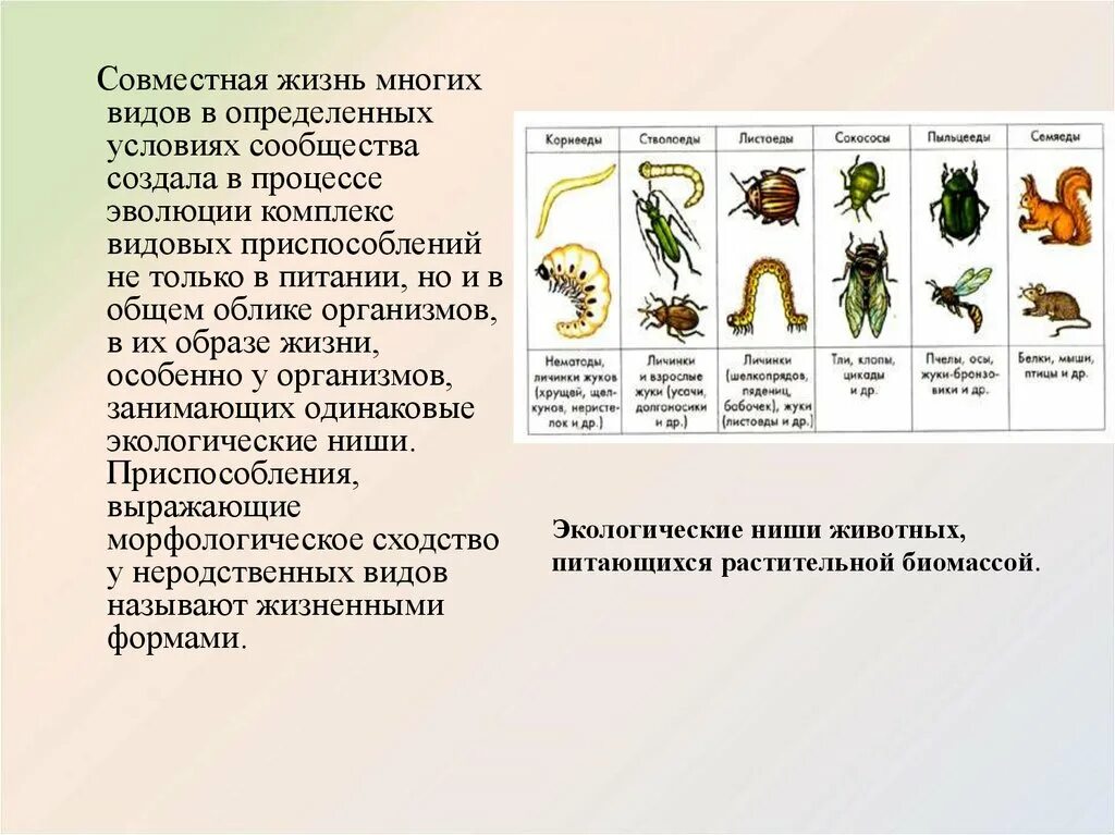 Экологические ниши животных питающихся растительной биомассой. Приспособленность видов в биогеоценозе. Приспособленность растений к жизни в сообществе. Приспособленность растений к совместной жизни в сообществе.