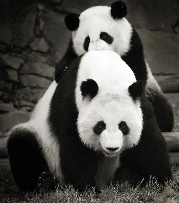 Чёрный лемур. Животные на черном фоне. Чёрно белый зверёк. Сурикат на черном фоне. Черный гепард.